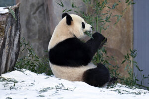 National Zoo Pandas