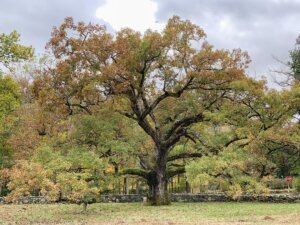 Gardening Arbor Day Oaks