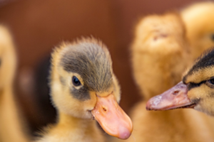Duckling