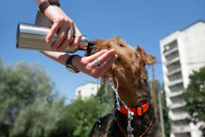 Hands hold a bottle and give water to a dog on hot weather.