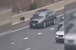 Dog on i