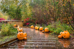 Three cute Halloween pumpkins in autumn park