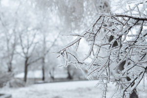 Branches covered with ice after freezing rain. Sparkling ice covered everything after ice storm cyclone. Terrible beauty of nature concept. Winter landscape, scene, postcard. Selective focus.