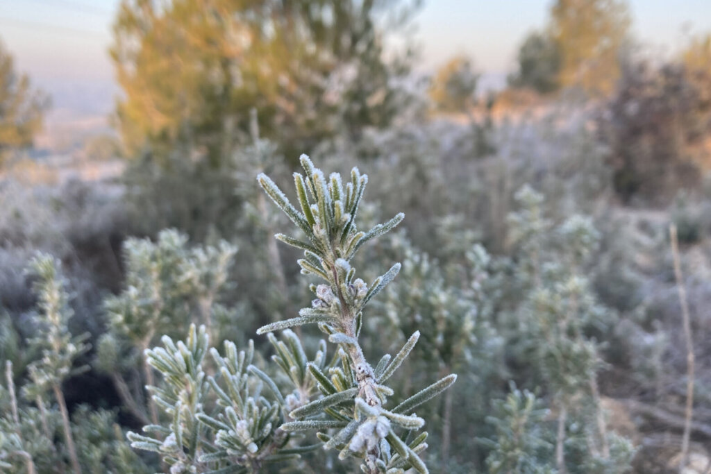 Freezed rosmarinus officinalis