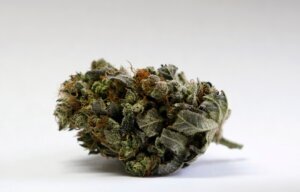 Cannabis Use Disorder Users