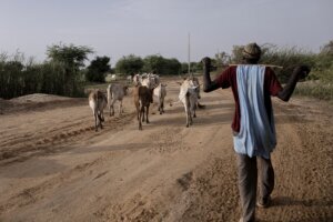 Climate Herders and Farmers