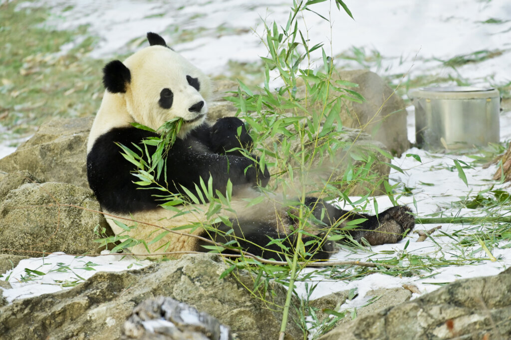 Smithsonian's National Zoo celebrates debut of giant pandas