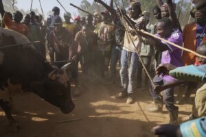 Kenya Bullfighting Photo Gallery