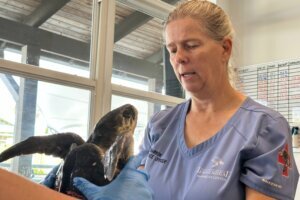 US Cold Stunned Turtles