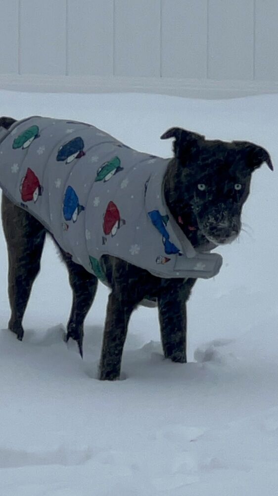 Skye frolics in the snow in Bowie, Maryland. (WTOP/Anne Kramer)
