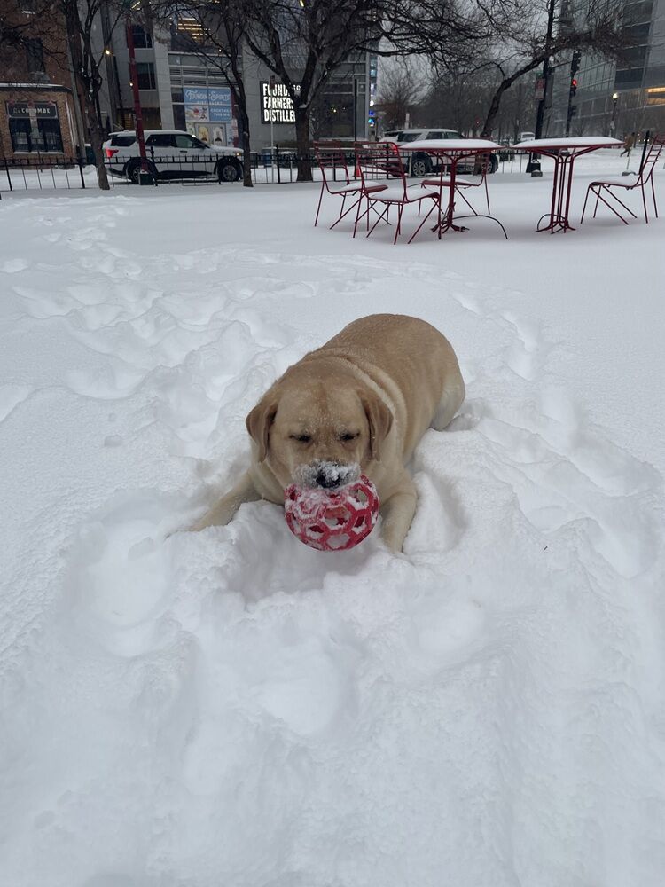 Emmett plays in the snow in a Chinatown park in the District. (WTOP/Bill McFarland)