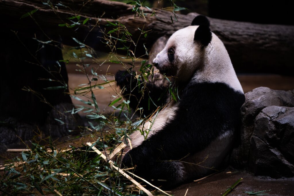 Japan China Pandas
