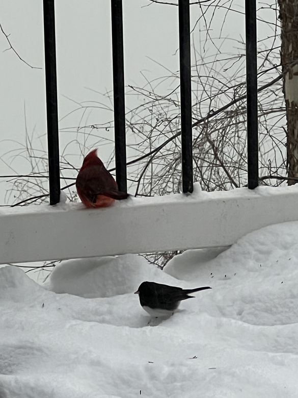 Birds land on a balcony in Upper Marlboro, Maryland. (WTOP/Dan Ronan)