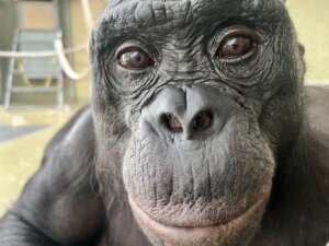 Ape Imagination