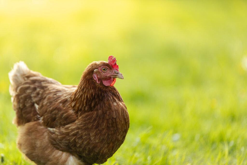 Outdoor portrait of brown hen walking outdoors farm on meadow green grass, free range chickens on sunny day, free space, banner
