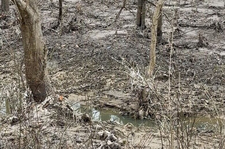 Sewage cleanup