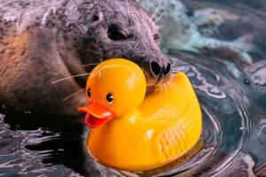 Seal Learning Rubber Duck