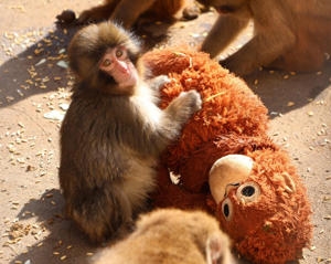 Un mono abandonado y su inseparable peluche conquistan Japón y las redes sociales