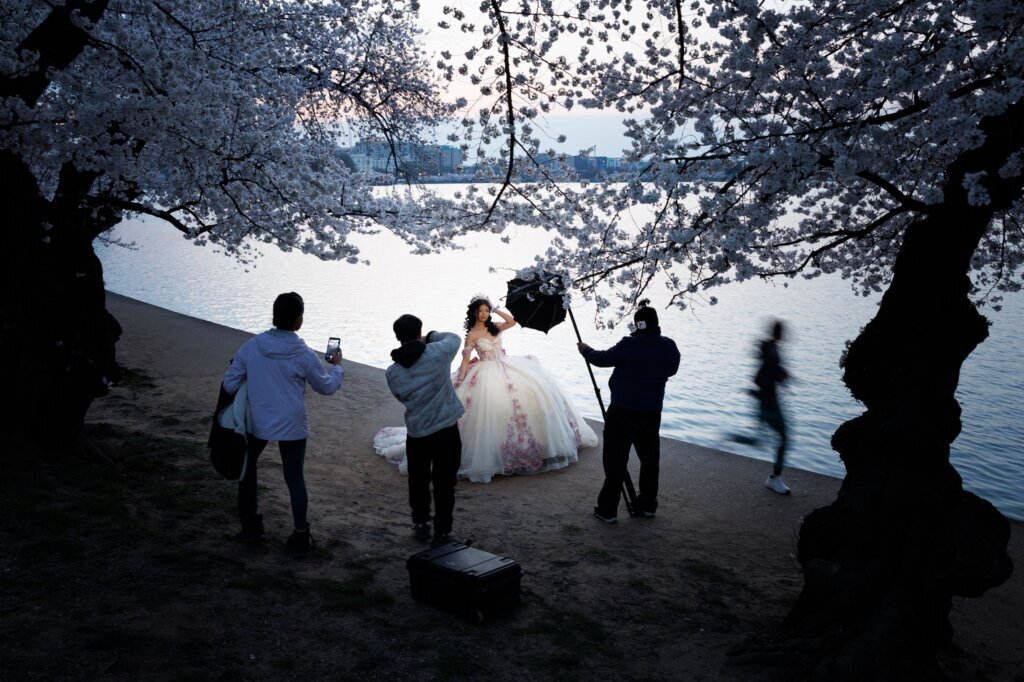 A person poses for a quinceañera photo among the cherry blossom trees along the tidal basin on the National Mall on Thursday, March 26, 2026, in Washington. (AP Photo/Tom Brenner)