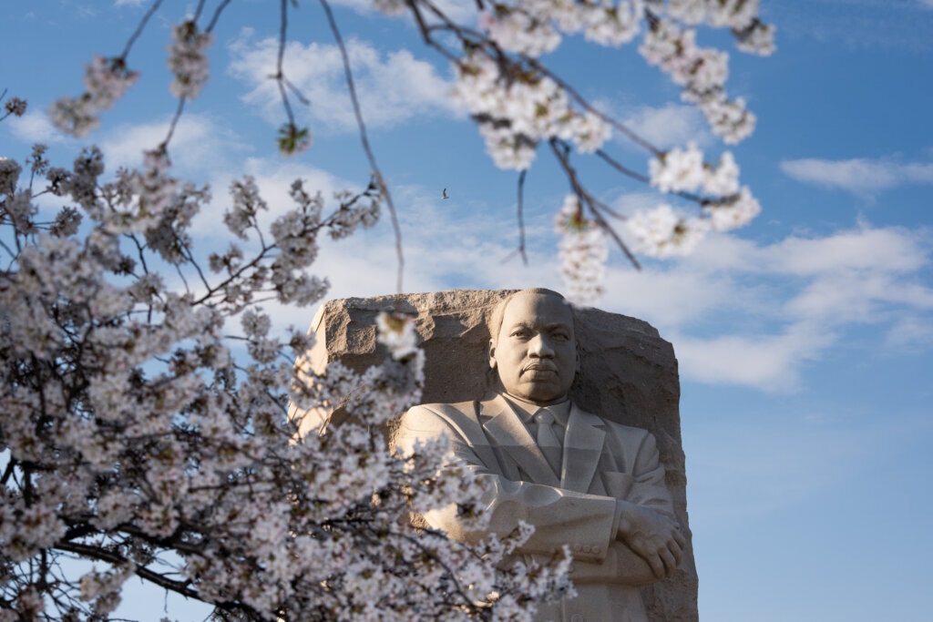 Cherry blossom trees during peak bloom by the Martin Luther King Jr. Memorial on Thursday, March 26, 2026, in Washington. (AP Photo/Allison Robbert)