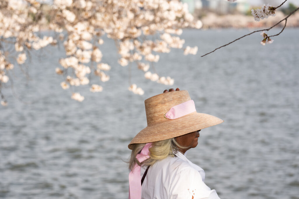 Visitors walk along the tidal basin to enjoy the cherry blossom trees during peak bloom on Thursday, March 26, 2026, in Washington. (AP Photo/Allison Robbert)