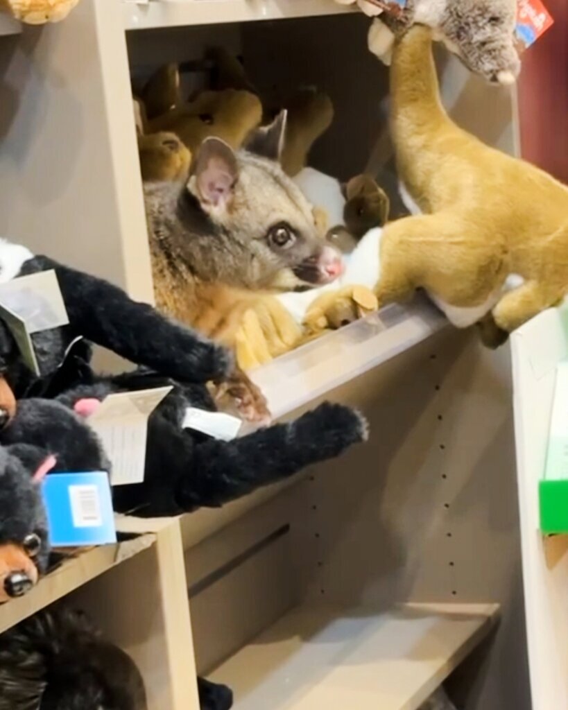 Australia Airport Possum