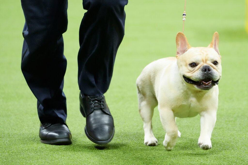 Dog 4