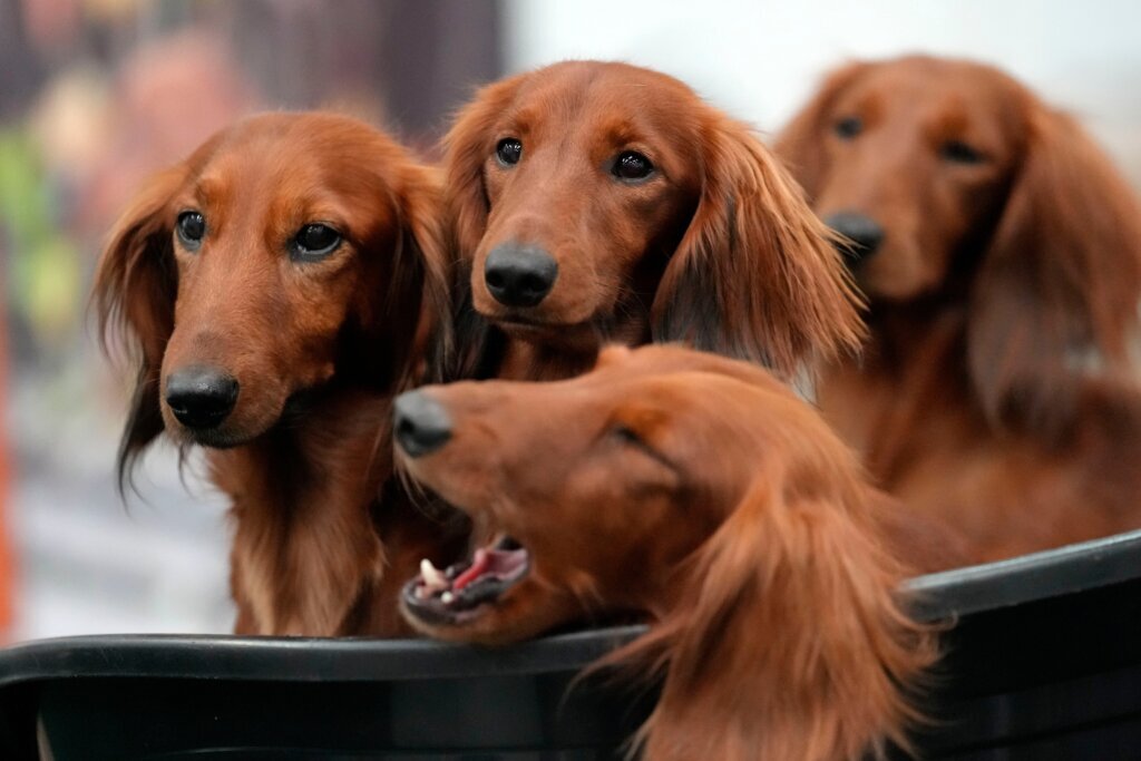 Dogs Popular Breeds
