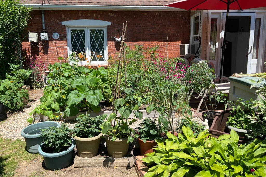 Gardening Front Yard Vegetables