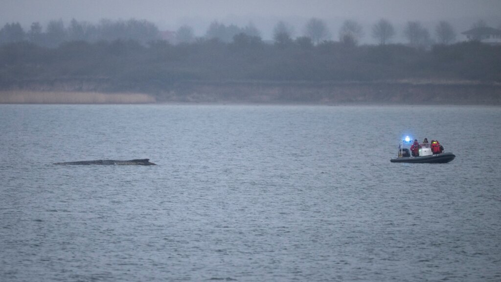 Germany Whale Rescue
