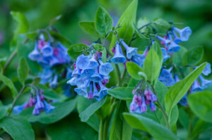 Wild Virginia Bluebells