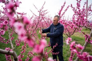 Greece Peach Blossoms