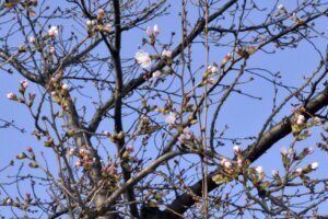 Japan Cherry Blossoms