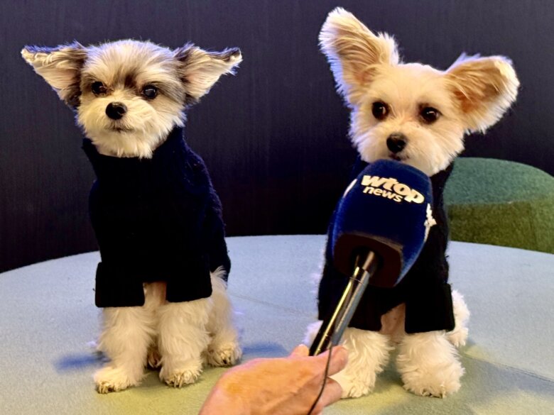Dogs