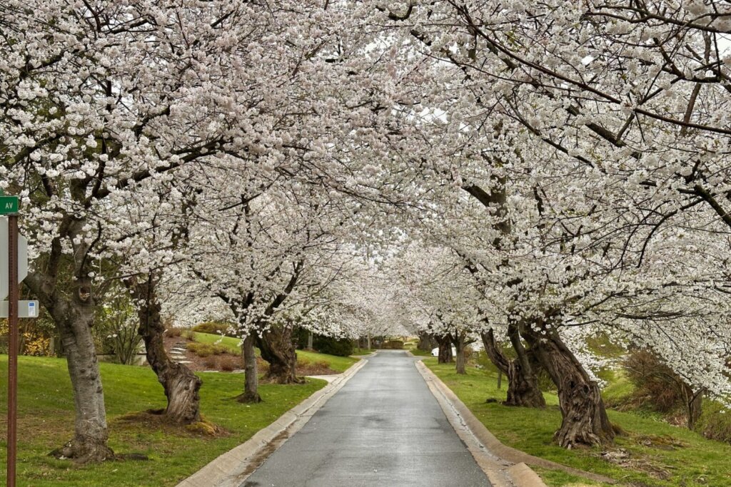 Kenwood cherry blossoms