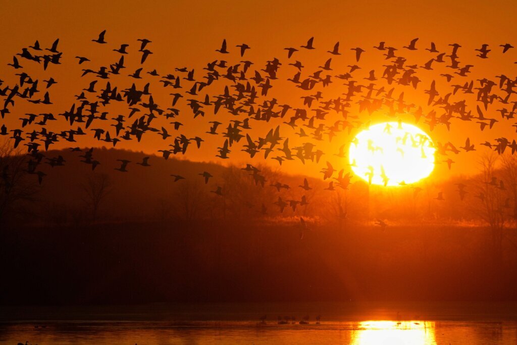 Snow Geese