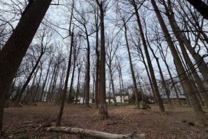 Trees in montgomery county maryland