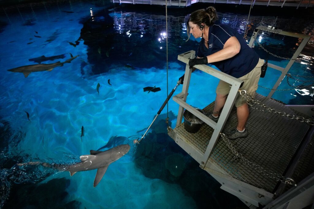 Vegas Shark Dietitians