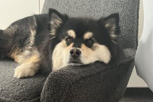 Oliver relaxes in an office chair