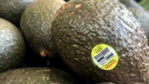 Aguacates mexico