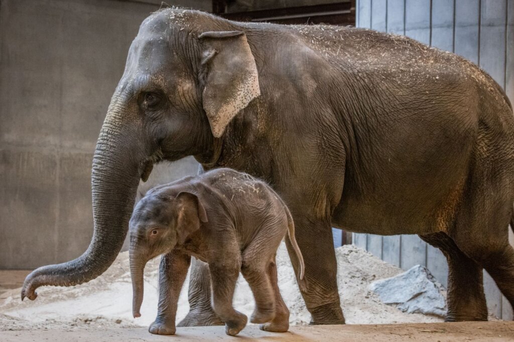 Baby elephant