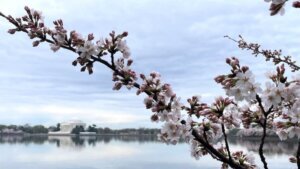Cherry blossoms stage 5 march 23