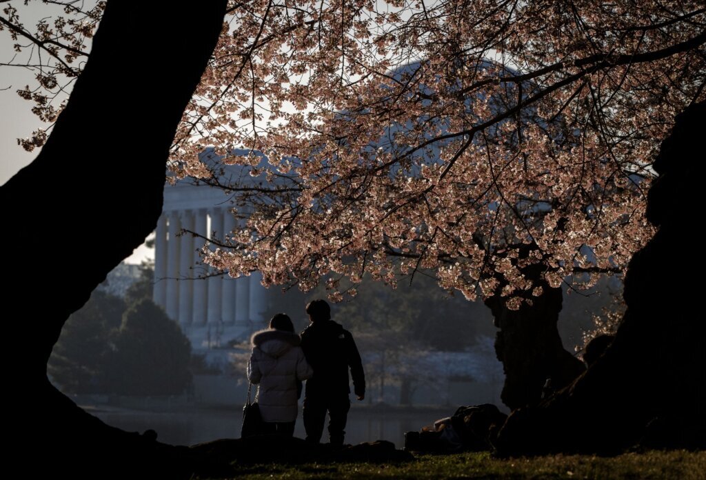Cherry blossoms at the Tidal Basin, on March 21 in Washington, DC.