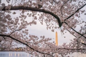 Cherry Blossoms in Washington