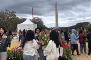 Tulip day
