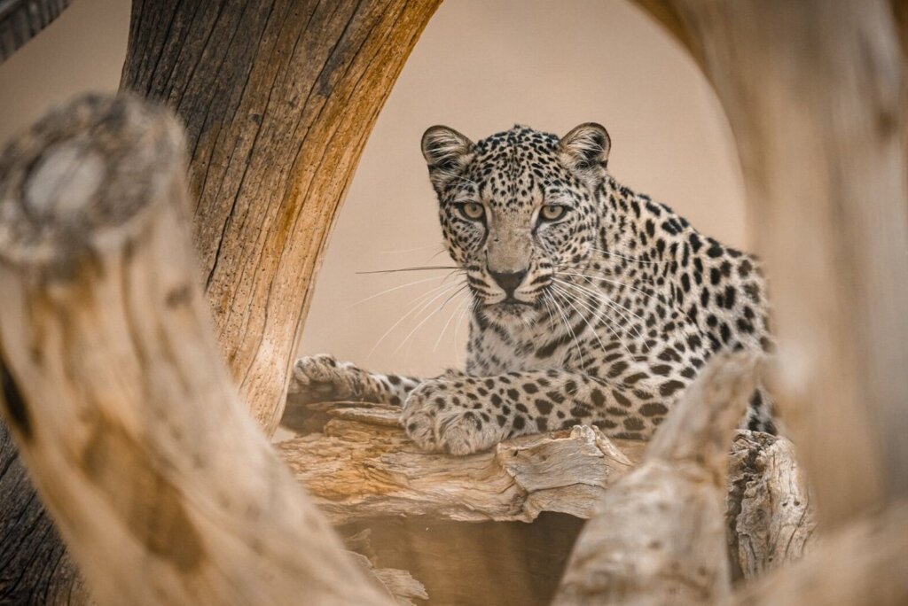 Arabian leopard