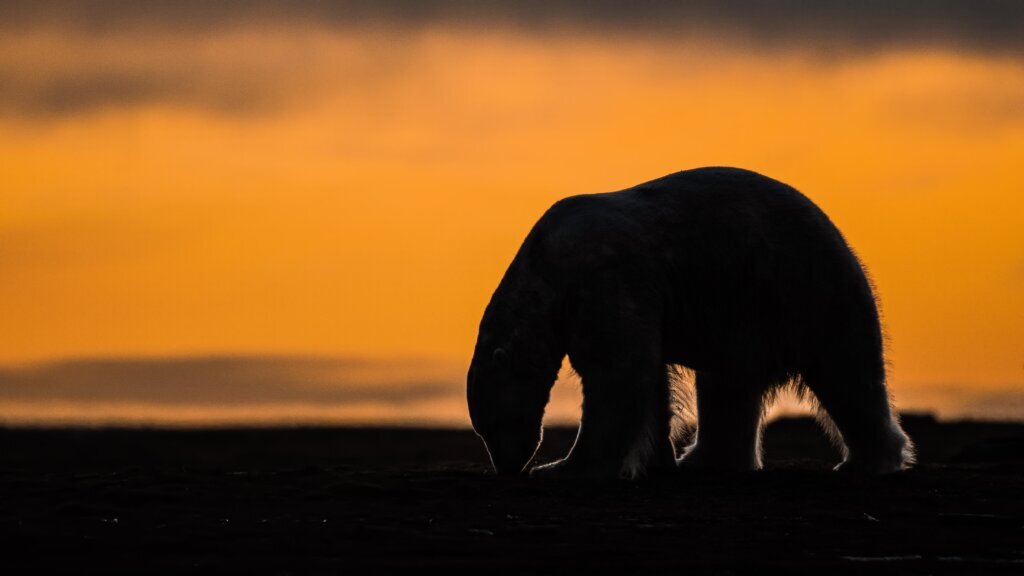 Alaska Polar Bear Tourism