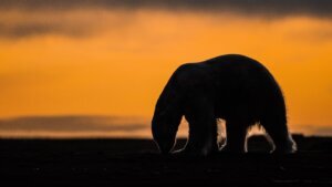 Alaska Polar Bear Tourism