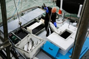 California Salmon Fishing