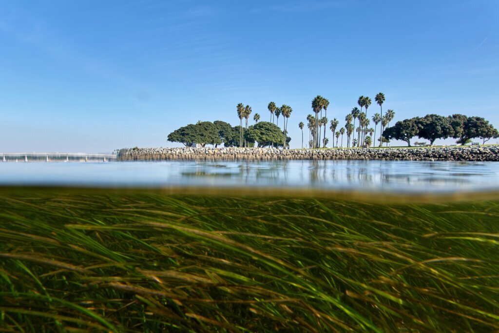 Climate Solution Rebuilding Species